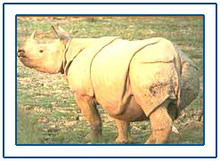 Manas Wildlife Sanctuary,Manas National Park,Manas Wildlife Sanctuary Tour,Manas National Park Travel