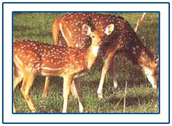 Parambikulam Wildlife Sanctuary,Kerala Parambikulam Wildlife Sanctuary