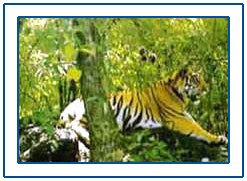 Silent Valley National Park,Kerala Silent Valley National Park,Wildlife in kerala