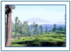 Wayanad Wildlife Sanctuary,Kerala Wayanad Wildlife Sanctuary,Kerala Wildlife Sanctuary