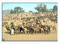 Nagur Fair,Nagur Fair Rajasthan,Rajasthan Nagur Fair Tour,Rajasthan Nagur Fair Travel