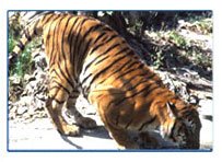 Ranthambore National Park