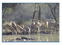 Sariska National Park