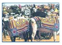 Sheetla Mata Fair,Jaipur Sheetla Mata Fair Tour,Rajasthan Sheetla Mata Fair Travel