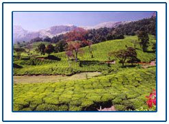 Tea Gardens in India,India Tea Gardens Tour,Darjeeling Tea Gardens Tour Package